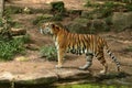 Siberian tiger, Panthera tigris altaica, posing directly in front of the photographer. Royalty Free Stock Photo