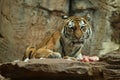 Siberian tiger, Panthera tigris altaica, posing directly in front of the photographer. Royalty Free Stock Photo