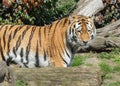 Siberian Tiger, Panthera tigris altaica Royalty Free Stock Photo