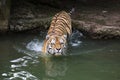 Siberian tiger Panthera tigris altaica