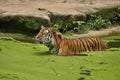 Siberian tiger, Panthera tigris altaica, swimming in the water directly in front of the photographer.