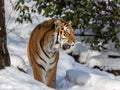 Siberian tiger, Panthera tigris altaica, walking in the snow in the forest. Looking right. Royalty Free Stock Photo