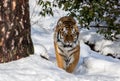 Siberian tiger, Panthera tigris altaica, walking towards camera in the snow in the winter forest. Royalty Free Stock Photo