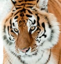 The Siberian tiger Panthera tigris altaica Royalty Free Stock Photo