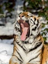 Siberian tiger, Panthera tigris altaica, yawning with a big open mouth, showing teeth and tounge. Snow on the ground Royalty Free Stock Photo