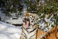 Siberian tiger, Panthera tigris altaica, yawning with a big open mouth, showing teeth and tounge. Snow on the ground Royalty Free Stock Photo