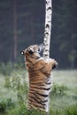 The Siberian tiger Panthera tigris Tigris, or  Amur tiger Panthera tigris altaica in the grassland Royalty Free Stock Photo