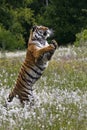 The Siberian tiger Panthera tigris Tigris, or  Amur tiger Panthera tigris altaica in the grassland Royalty Free Stock Photo