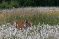 The Siberian tiger Panthera tigris Tigris, or  Amur tiger Panthera tigris altaica in the grassland Royalty Free Stock Photo