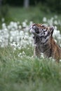 The Siberian tiger Panthera tigris Tigris, or  Amur tiger Panthera tigris altaica in the grassland Royalty Free Stock Photo