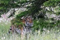 The Siberian tiger Panthera tigris Tigris, or  Amur tiger Panthera tigris altaica in the grassland Royalty Free Stock Photo