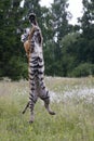 The Siberian tiger Panthera tigris Tigris, or  Amur tiger Panthera tigris altaica jumping in the grassland Royalty Free Stock Photo