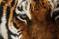 Siberian tiger (Panthera tigris tigris) detail of eyes Royalty Free Stock Photo