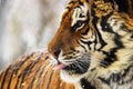 Siberian tiger Panthera tigris tigris detail of snowy head Royalty Free Stock Photo