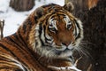 Siberian tiger (Panthera tigris tigris) detail of snowy head Royalty Free Stock Photo