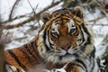 Siberian tiger (Panthera tigris tigris) head detail Royalty Free Stock Photo