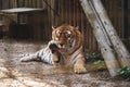 The Siberian tiger Panthera tigris tigris, also Amur tiger Panthera tigris altaica portrait on a dark background. Beautiful ma Royalty Free Stock Photo