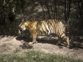 Siberian tiger Panthera tigris tigris is also called the Amur tiger Panthera tigris altaica in the aviary of the zoo. Dangerou Royalty Free Stock Photo