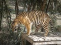 Siberian tiger Panthera tigris tigris is also called the Amur tiger Panthera tigris altaica in the aviary of the zoo. Dangerou Royalty Free Stock Photo