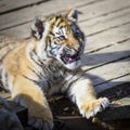 The Siberian tiger Panthera tigris tigris also called Amur tiger Panthera tigris altaica in the ZOO Royalty Free Stock Photo