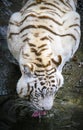 The Siberian tiger Panthera tigris tigris also called Amur tiger Panthera tigris altaica in the ZOO Royalty Free Stock Photo