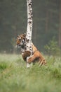 The Siberian tiger Panthera tigris Tigris, or Amur tiger Panthera tigris altaica in the grassland. Royalty Free Stock Photo