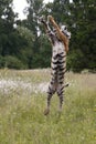 The Siberian tiger Panthera tigris Tigris, or  Amur tiger Panthera tigris altaica in the grassland Royalty Free Stock Photo