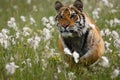 The Siberian tiger Panthera tigris Tigris, or  Amur tiger Panthera tigris altaica in the grassland Royalty Free Stock Photo