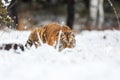 Siberian tiger Panthera tigris tigris