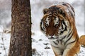 Siberian tiger (Panthera tigris tigris) walking in the snow, detail Royalty Free Stock Photo