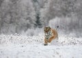 The Siberian tiger Panthera tigris tigris Royalty Free Stock Photo