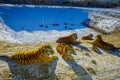 Siberian Tiger Park in Harbin, China