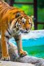 Siberian tiger portrait. Aggressive stare face meaning danger for the prey. Closeup view to angry expression Royalty Free Stock Photo