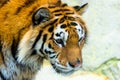 Siberian tiger portrait. Aggressive stare face meaning danger for the prey. Closeup view to angry expression Royalty Free Stock Photo