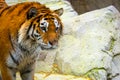 Siberian tiger portrait. Aggressive stare face meaning danger for the prey. Closeup view to angry expression