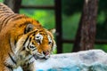 Siberian tiger portrait. Aggressive stare face meaning danger for the prey. Closeup view to angry expression