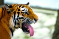 Siberian tiger portrait. Aggressive stare face meaning danger for the prey. Closeup view to angry expression