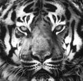 Siberian tiger portrait in black and white with high contrast Royalty Free Stock Photo