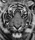 Siberian tiger portrait in black and white with high contrast Royalty Free Stock Photo