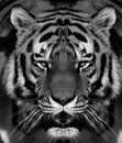 Siberian tiger portrait in black and white with high contrast