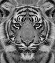 Siberian tiger portrait in black and white with high contrast Royalty Free Stock Photo