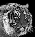 Siberian tiger portrait in black and white with high contrast Royalty Free Stock Photo