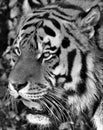 Siberian tiger portrait in black and white with high contrast Royalty Free Stock Photo