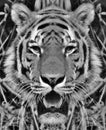 Siberian tiger portrait in black and white with high contrast Royalty Free Stock Photo