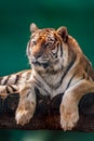 Siberian tiger portrait on green blurry background Royalty Free Stock Photo