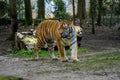 The Siberian Tiger