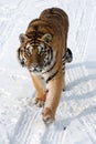 Siberian Tiger Prowling Royalty Free Stock Photo