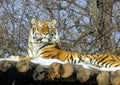 Siberian tiger with raised head