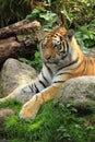 Siberian tiger resting Royalty Free Stock Photo