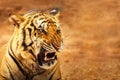 Siberian Tiger Roaring Royalty Free Stock Photo